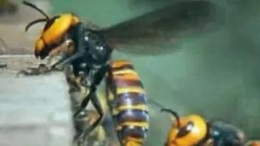 Un barbat de 45 de ani a murit dupa ce a suferit un soc anafilactic in urma unei intepaturi de albina!