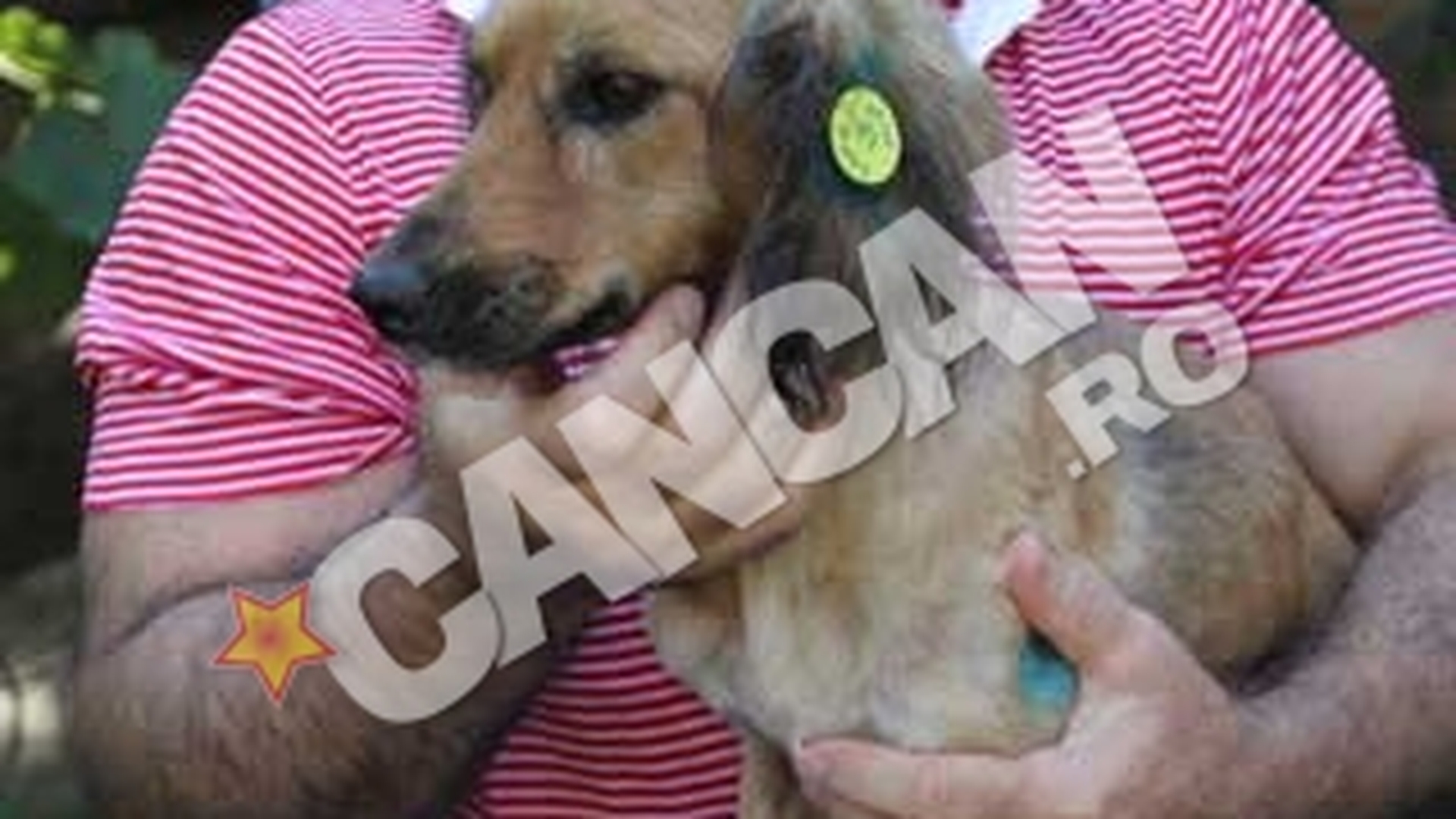 Dupa cateva zile petrecute in tunelurile intunecate de la statia de metrou Lujerului, catelusa salvata a bagat zazanie intre artisti  Irina Loghin si Gheorghe Zamfir se bat pe Lujerica!