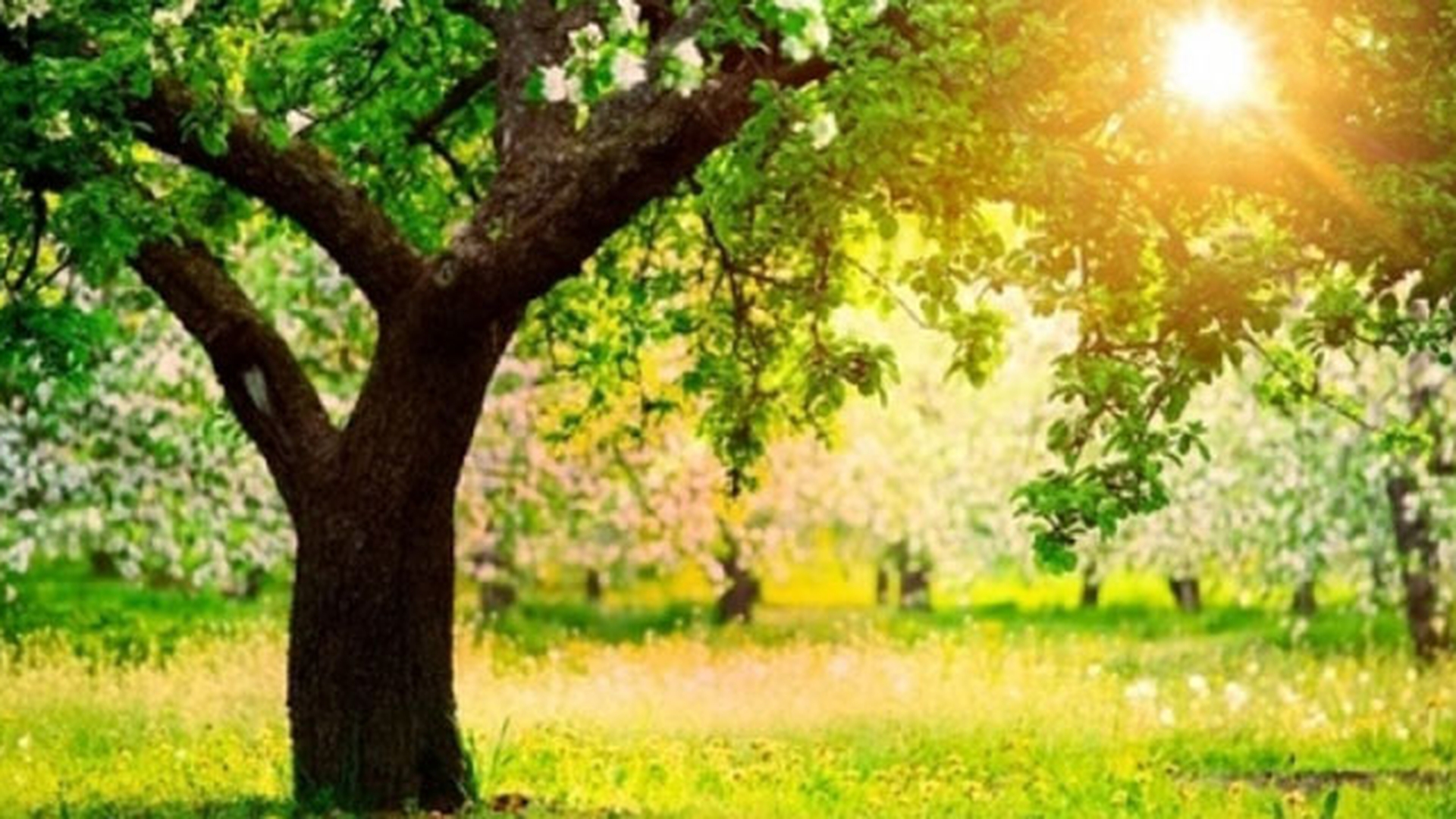 Meteo 5 iunie!. Afla cum va fi vremea vineri inainte sa iesi din casa