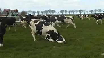 Mi s-a facut pielea de gaina! Cel mai tare video al primaverii! Cum reactioneaza o cireada la prima iesire la pasune dupa iarna!