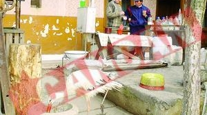 Preotul vindecator creste o barza printre gaini