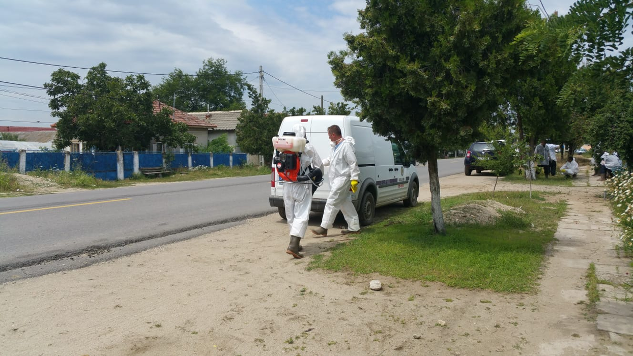Pesta porcină se întoarce