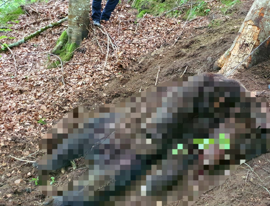 Braconaj în Argeș! Un urs a fost găsit schingiuit într-un laț. Animalul a decedat