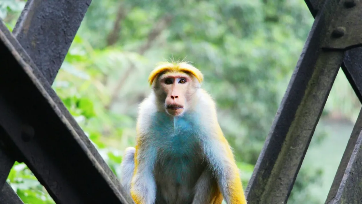 Nu e o glumă! Cât au plătit Maria și Emi, doi români, pentru o vacanță de 18 zile în Sri Lanka