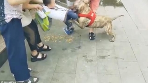 Copil de 4 ani, sfasiat de un pit bull in plina strada! Momente socante cu bestia tragand de micut, in timp ce trecatorii se chinuie sa-l salveze VIDEO
