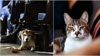 Ai voie cu animalele de companie în tren? Anunțul făcut de CFR Călători îi lămurește pe cei care au pisici și câini