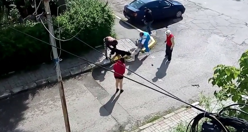 Scene terifiante în Târgovişte: un bichon a fost atacat de un pitbull, sub ochii trecătorilor