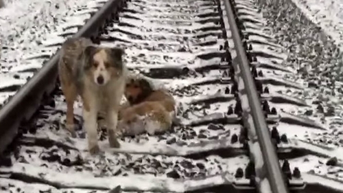 Moment extrem de emoţionant. Un căţel şi-a ocrotit sora blocată între şinele de cale ferată, timp de două zile. Vezi cum a făcut asta!