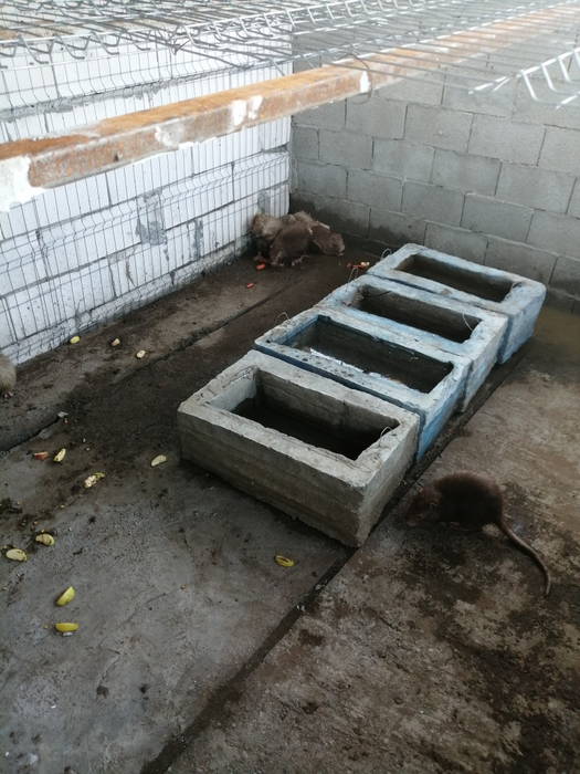 Nutrille lui Dincă au murit una câte una