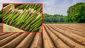 „Pățania” trăită de un român care a mers la cules de sparanghel în Germania. A ajuns direct la spital