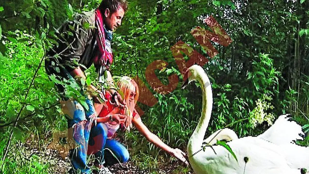 O lebada s-a dat la Bote