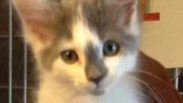 Cruzime fără margini! Au băgat o pisică in cuptorul cu microunde pentru a se distra! VIDEO SOCANT