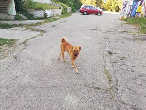 Câinele de pază al stadionului... deși nu e nevoie
