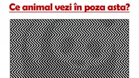 Video-TEST IQ | Ce animal vezi în poza asta? Doar geniile îl observă!