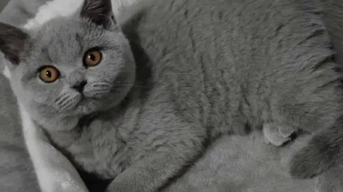 Prețul animalelor de companie e explodat în România. Cu cât se vinde pe OLX o pisică British Shorthair