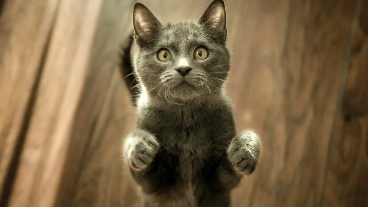 Ce vârstă reală are pisica ta în ani omenești, de fapt. Avem formula care îți calculează exact cât de bătrână e