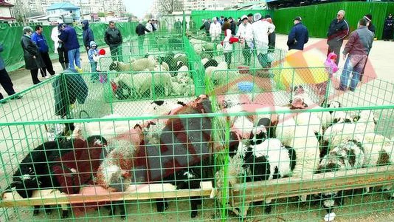 Ciobanii vor taia mai putini miei, de Paste