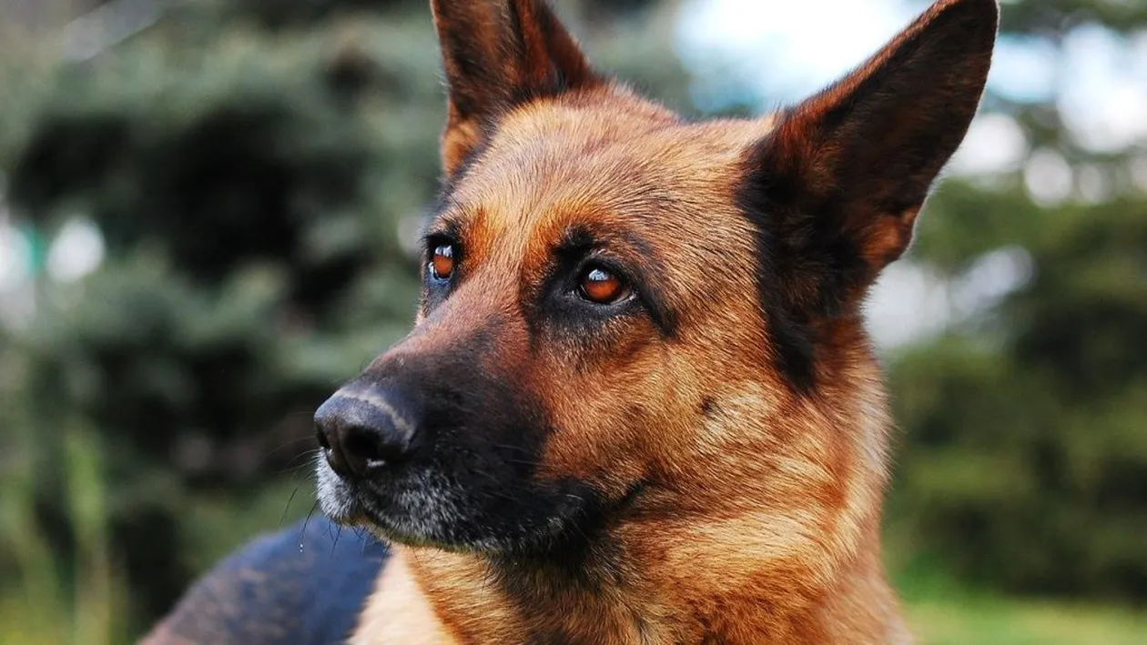 A murit primul câine depistat pozitiv cu COVID-19 în SUA. Buddy avea șapte ani și era bolnav din aprilie