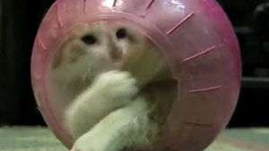 Ea e cea mai jucausa pisica! Uite-o cum se distreaza ca un hamster!