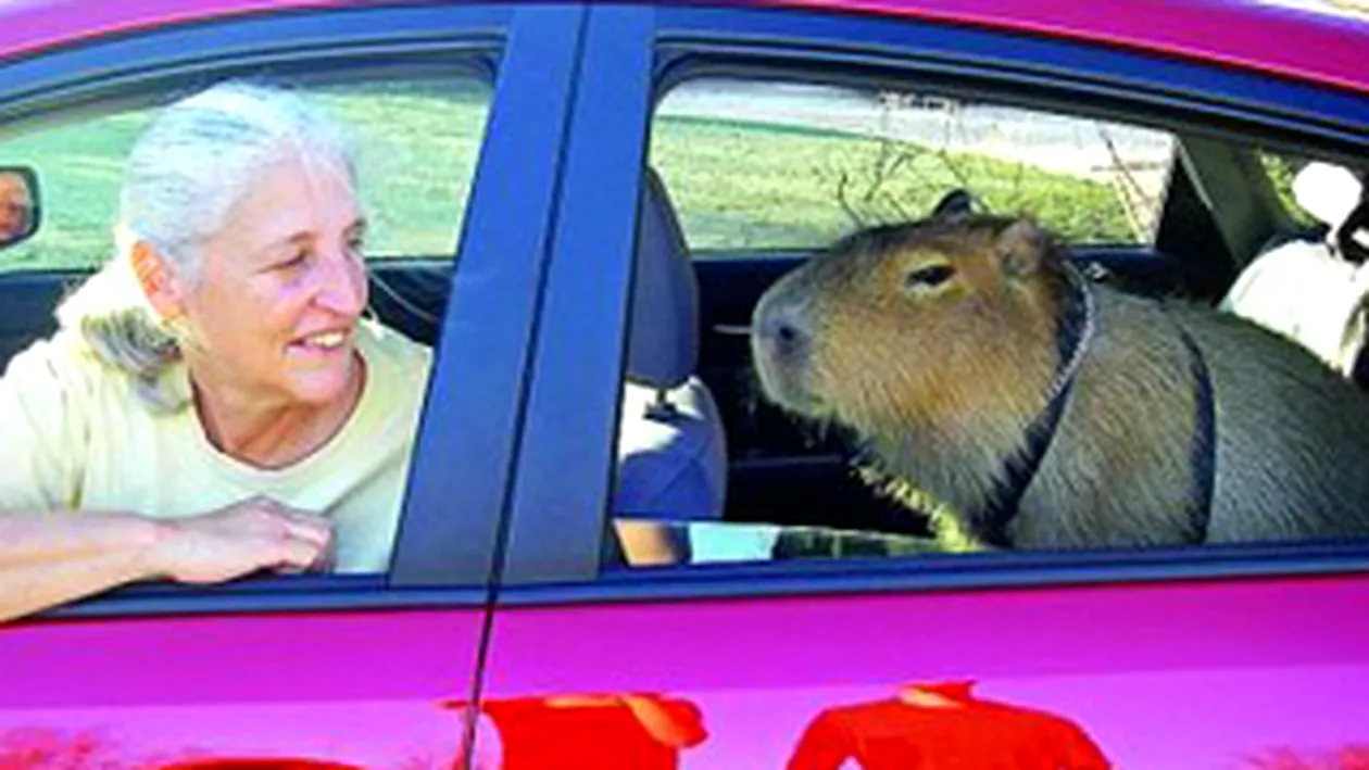 VEZI AICI Cel mai mare rozator din lume!