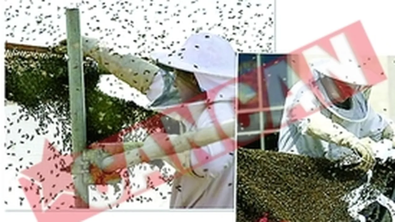 Oras atacat de albine