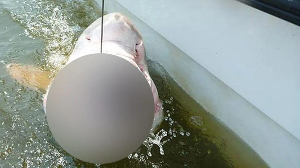 Au crezut ca nu vad bine! Ce a gasit un grup de cercetatori in gura unui RECHIN