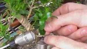 VIDEO Un italian face muzica din arbori bonsai