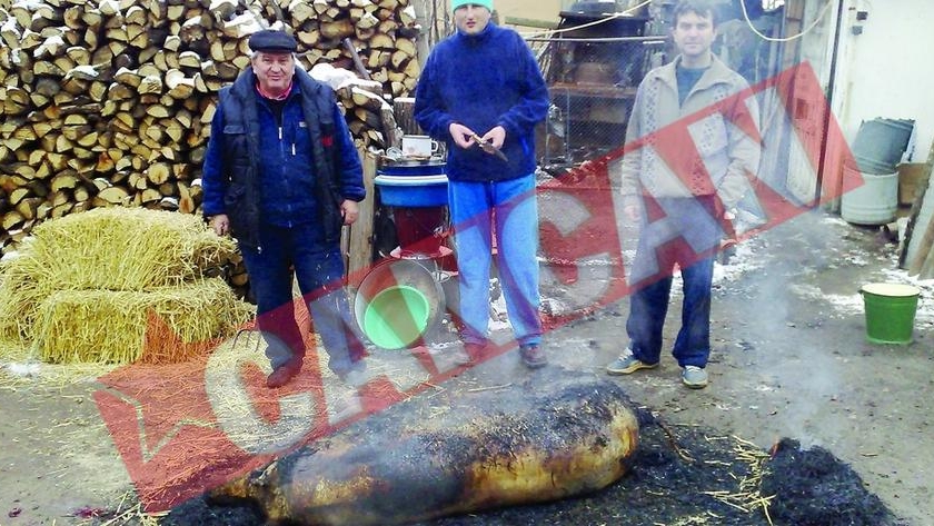 Porci de vanzare la mica publicitate