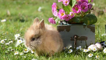 Vremea de Florii și de Paște. Ce spun meteorologii