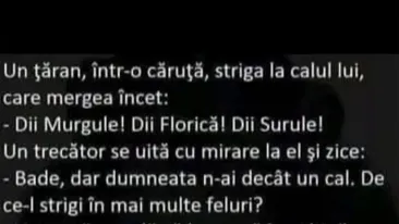 BANCUL ZILEI | Diii, Murgule! Dii, Florică! Dii, Surule!