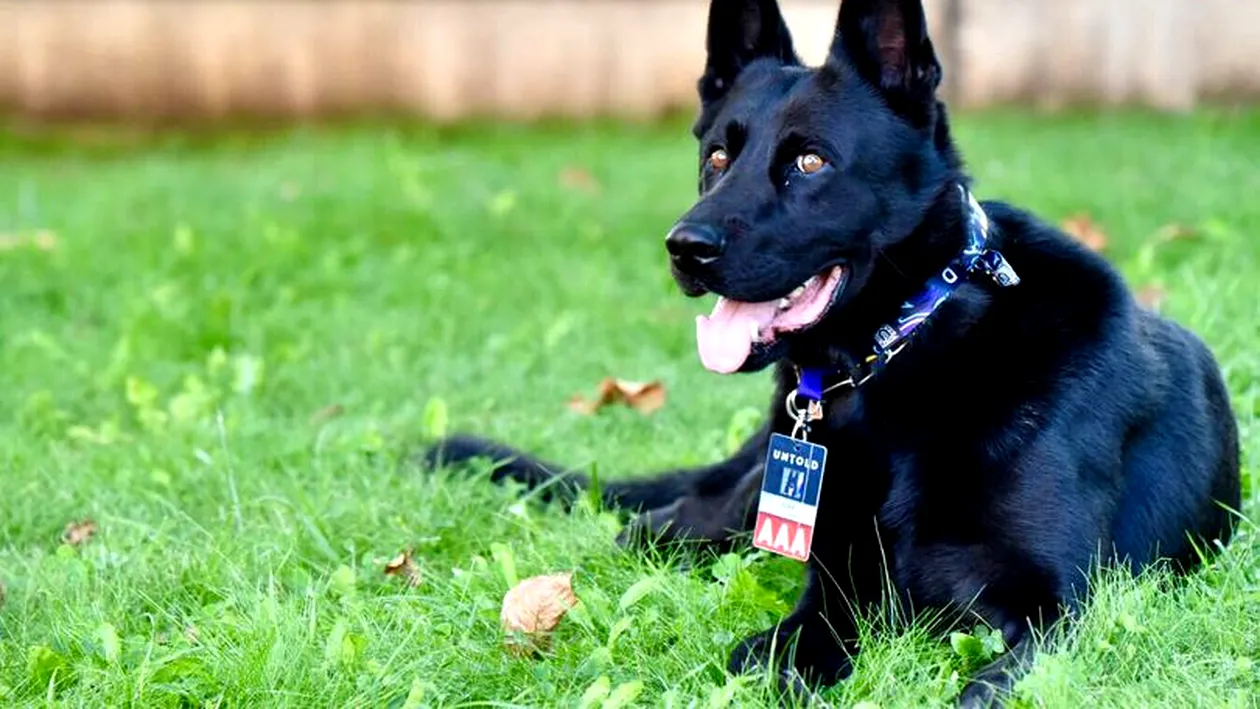 Povestea lui Șuier, câinele polițist care va fi vedeta defilării de 1 Decembrie