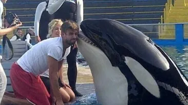 Pique se distreaza cu Shakira, dar se pupa cu balena