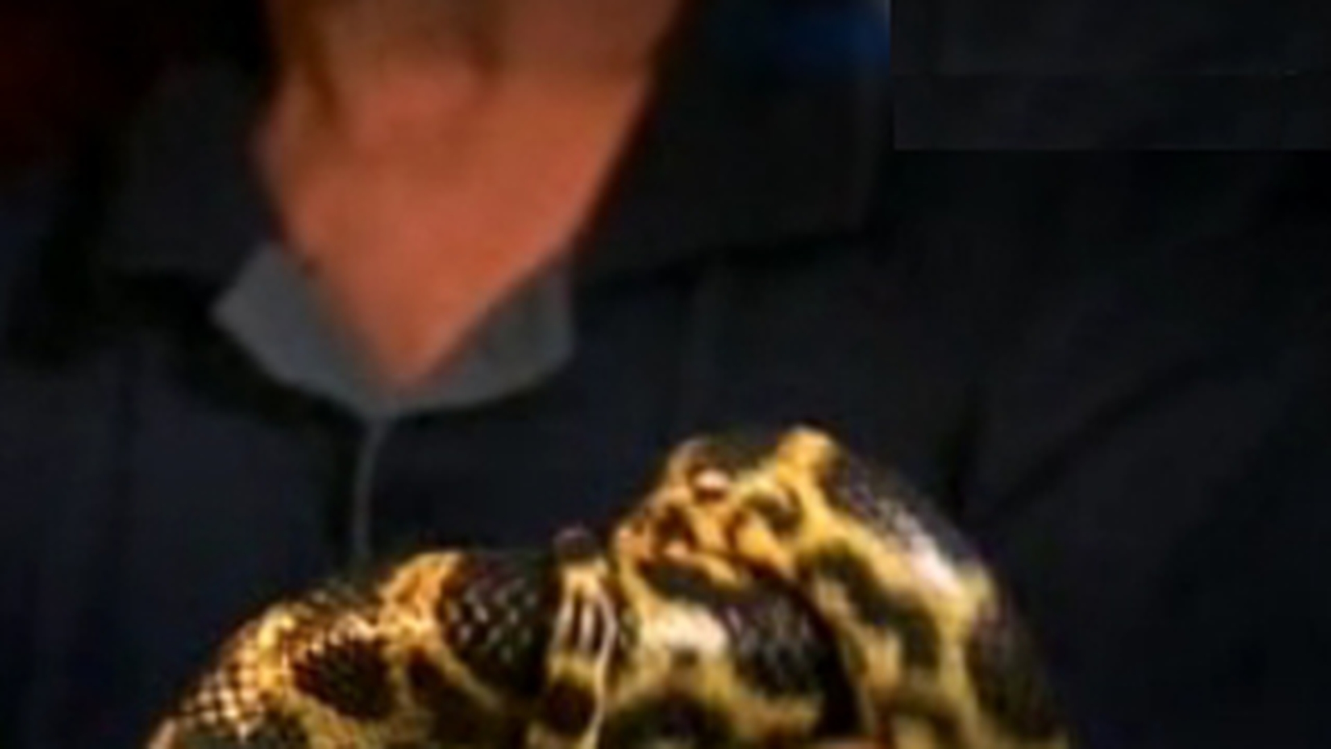 VIDEO Ca-n filme! S-a dus cu un sarpe anaconda sa-l ameninte pe cel care avea sa-i dea bani