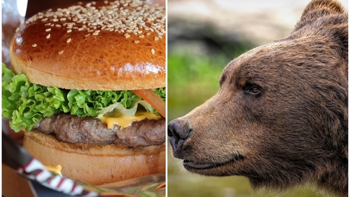 Nu e o glumă! Cât costă un burger de urs, de 450 de grame, în Brașov