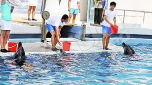 Delfinii chinezi au "facut" primul milion de euro!