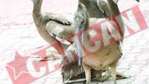 "Familia" de la Zoo s-a marit