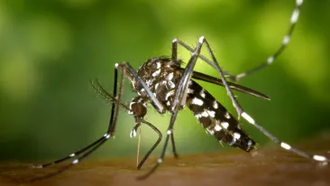 Iată cum poți scăpa de ciupiturile provocate de țânțari! Plantele care te vor ajuta să ții insectele la distanță