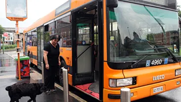 Cacao, cainele care ia in fiecare zi autobuzul prin Milano