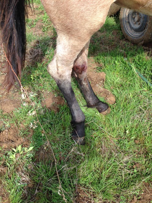 Unul dintre caii răniți în incidentele de pe pășunea din Betfia