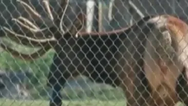 VIDEO Un cerb a salvat de la inec o marmota!