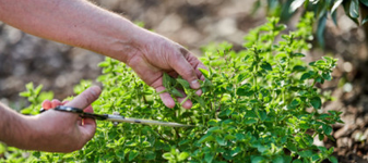 Planta aromatică pe care mulți o folosesc fără să-i cunoască proprietățile. Ce beneficii are și cum se consumă corect