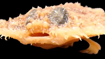 Un peste-liliac si o lipitoare au fost gasite in nasul unei fete din Peru! Vezi cum arata specia noua!