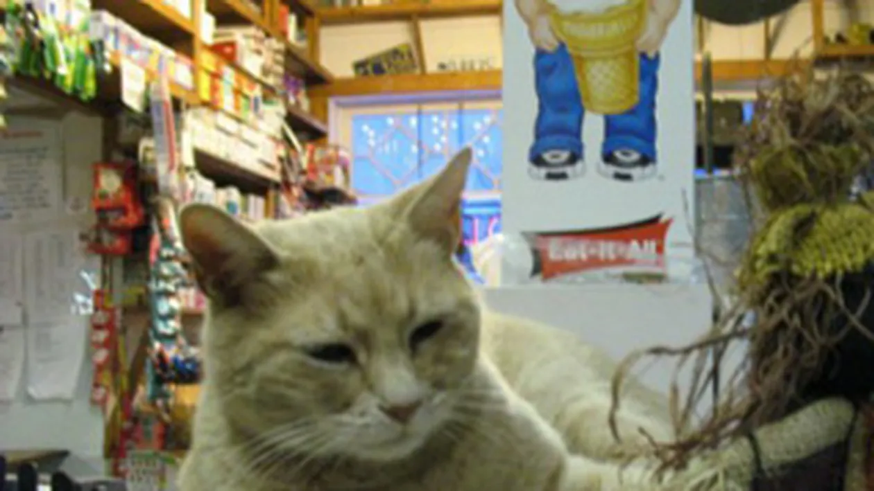 Unul dintre cei mai longevivi politicieni americani este o... pisica! Mata este primarul unei localitati de aproape 15 ani!