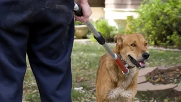 Un hot muscat de un caine politist da in judecata autoritatile si cere daune de 450.000 $