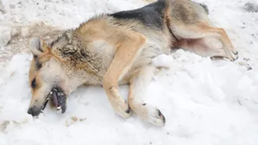 Doi buzoieni, judecati pentru otravirea a zece caini