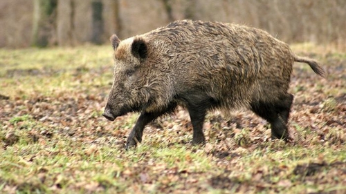 Şocant! Mistreţ radioactiv, împuşcat în România. Ar fi venit de la Cernobîl