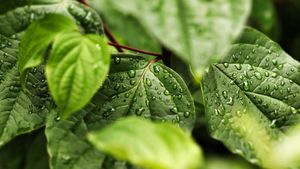 Plantele care alungă insectele în mod natural. Sunt ideale pentru curte, balcon și terasă