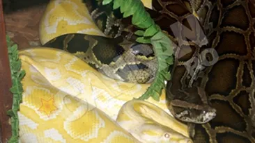 Asta da tupeu! A vrut sa urce in avion cu aproape 250 de reptile vii