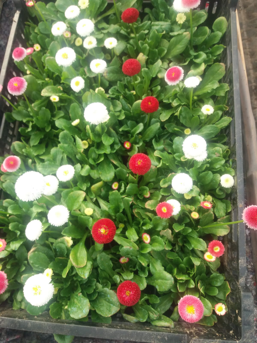 Florile de 1 și 8 Martie sunt pregătite cu mare grijă
