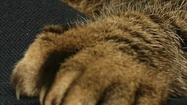 Au 12 degete in plus